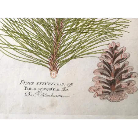 Antique Botanical Print – Ferdinand Bernhard Vietz – Scots pine