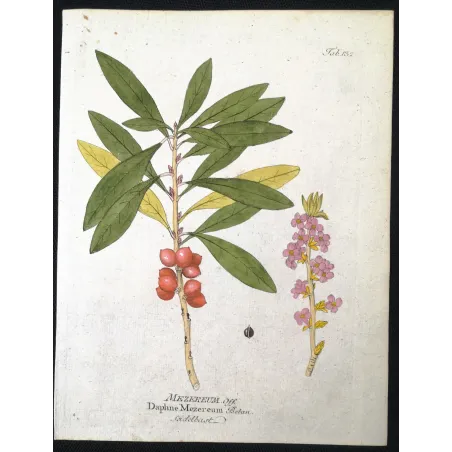 Antique Botanical Print – Ferdinand Bernhard Vietz – Mezereum