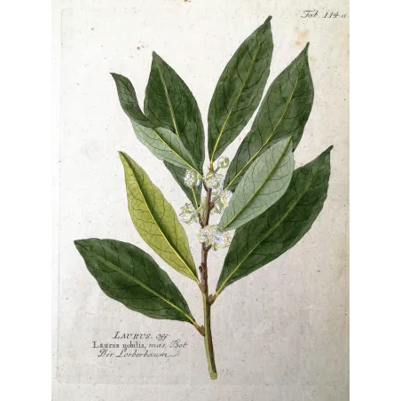 Antique Botanical Print – Ferdinand Bernhard Vietz – Bay laurel