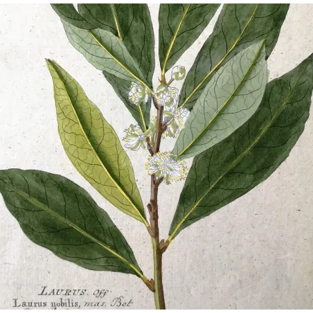Antique Botanical Print – Ferdinand Bernhard Vietz – Bay laurel