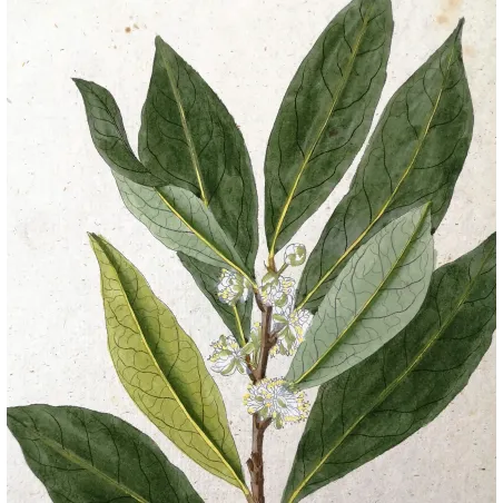 Antique Botanical Print – Ferdinand Bernhard Vietz – Bay laurel