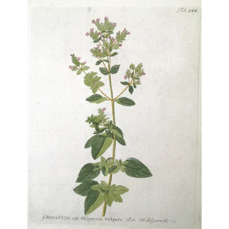 Antique Botanical Print – Ferdinand Bernhard Vietz – Oregano