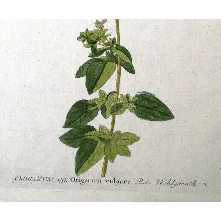 Antique Botanical Print – Ferdinand Bernhard Vietz – Oregano