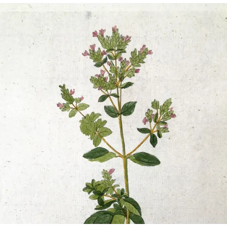 Antique Botanical Print – Ferdinand Bernhard Vietz – Oregano