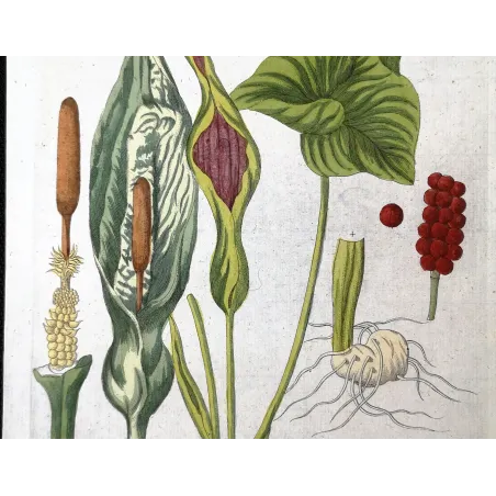Antique Botanical Print – Ferdinand Bernhard Vietz – Cuckoo pint
