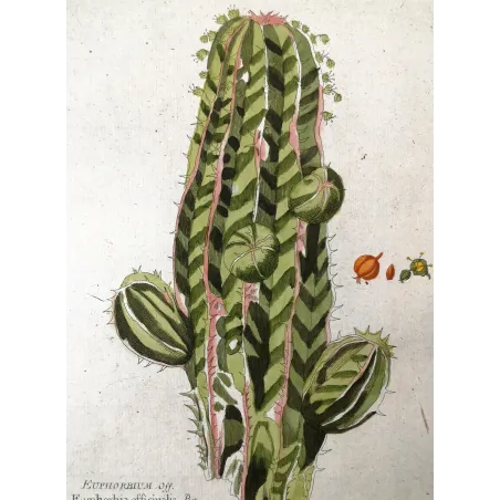 Antique Botanical Print – Ferdinand Bernhard Vietz – Euphorbia