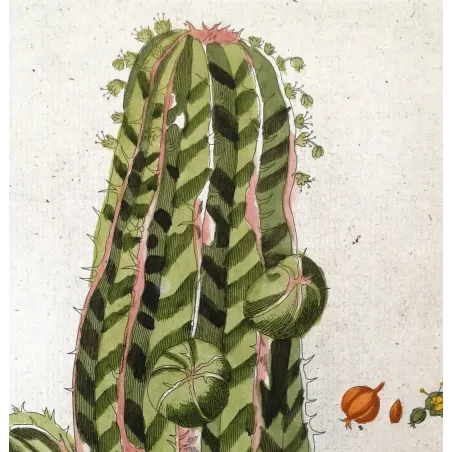 Antique Botanical Print – Ferdinand Bernhard Vietz – Euphorbia