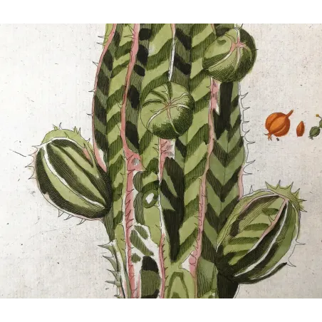 Antique Botanical Print – Ferdinand Bernhard Vietz – Euphorbia