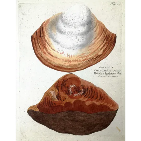 Antique Botanical Print – Ferdinand Bernhard Vietz – Hoof fungus