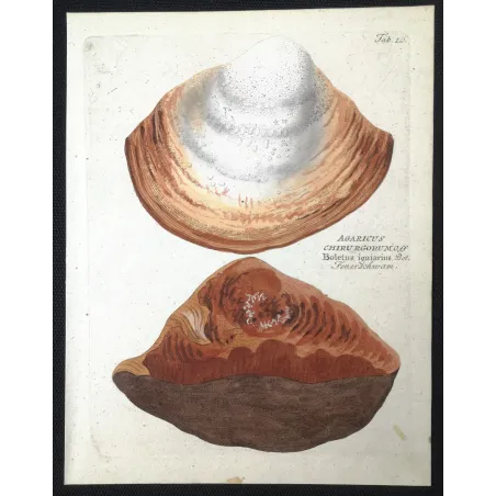 Antique Botanical Print – Ferdinand Bernhard Vietz – Hoof fungus