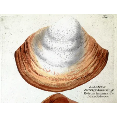 Antique Botanical Print – Ferdinand Bernhard Vietz – Hoof fungus