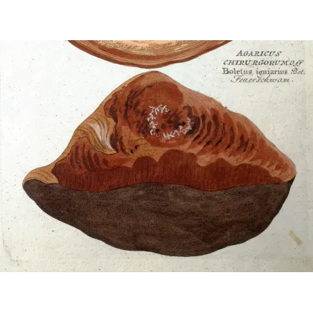 Antique Botanical Print – Ferdinand Bernhard Vietz – Hoof fungus