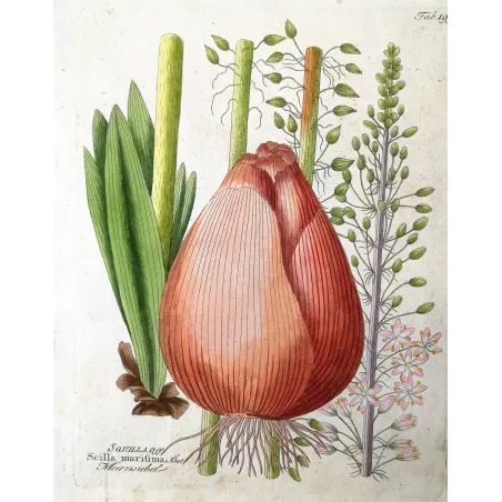 Antique Botanical Print – Ferdinand Bernhard Vietz – Sea squill