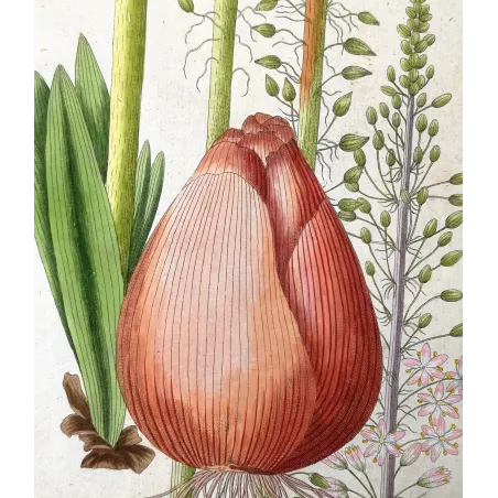 Antique Botanical Print – Ferdinand Bernhard Vietz – Sea squill