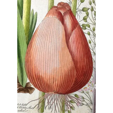 Antique Botanical Print – Ferdinand Bernhard Vietz – Sea squill