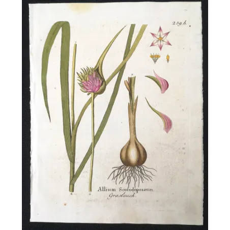 Antique Botanical Print – Ferdinand Bernhard Vietz – Sand leek