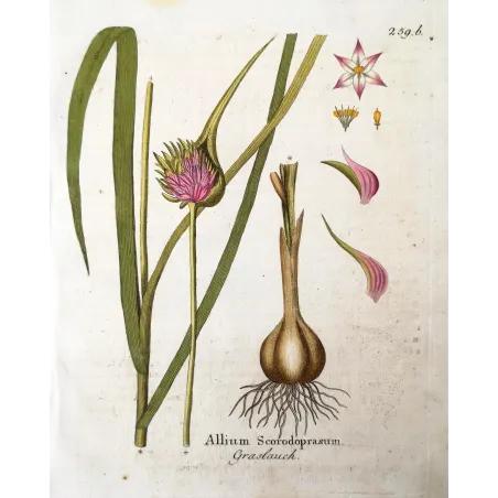 Antique Botanical Print – Ferdinand Bernhard Vietz – Sand leek