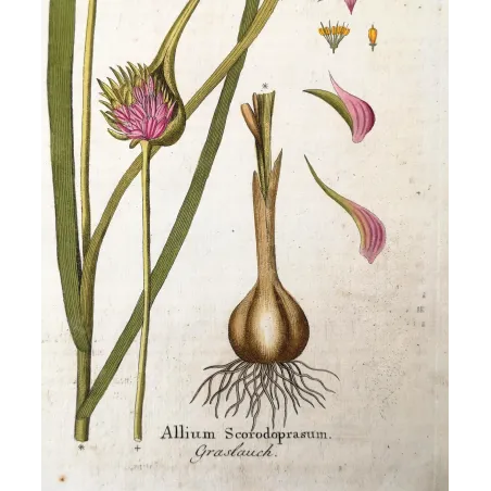 Antique Botanical Print – Ferdinand Bernhard Vietz – Sand leek