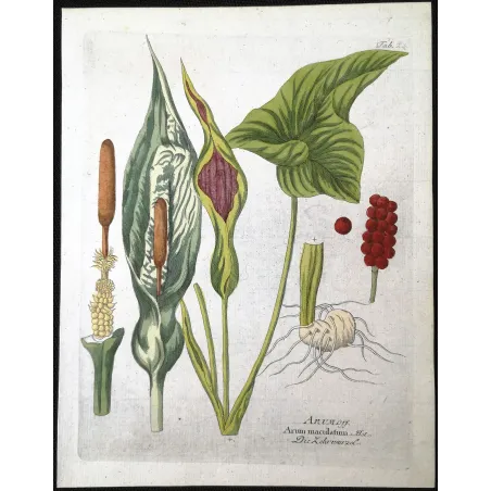 Antique Botanical Print – Ferdinand Bernhard Vietz – Cuckoo pint