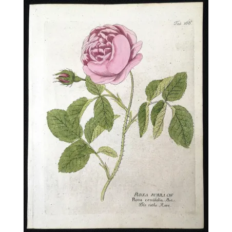 Antique Botanical Print – Ferdinand Bernhard Vietz – Provence rose