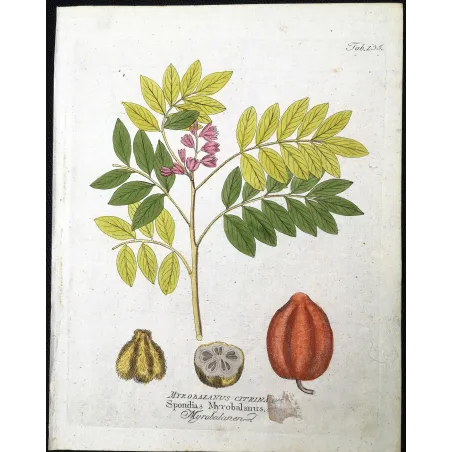Antique Botanical Print – Ferdinand Bernhard Vietz – Myrobalan