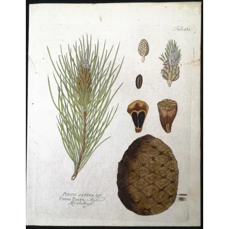Antique Botanical Print – Ferdinand Bernhard Vietz – Stone pine