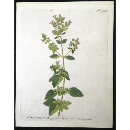 Antique Botanical Print – Ferdinand Bernhard Vietz – Oregano
