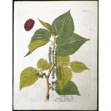 Antique Botanical Print – Ferdinand Bernhard Vietz – Black mulberry