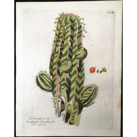 Antique Botanical Print – Ferdinand Bernhard Vietz – Euphorbia