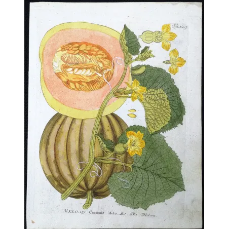 Antique Botanical Print – Ferdinand Bernhard Vietz – Melon