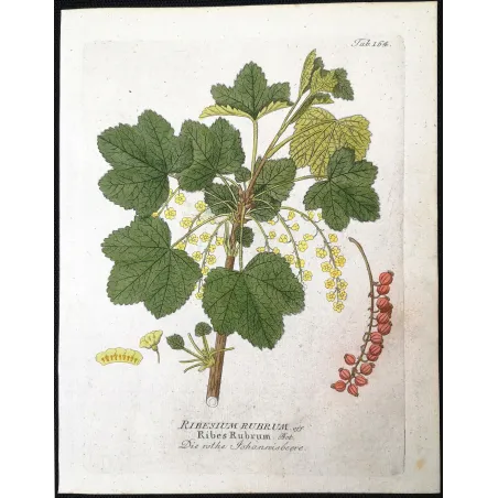 Antique Botanical Print – Ferdinand Bernhard Vietz – Redcurrant