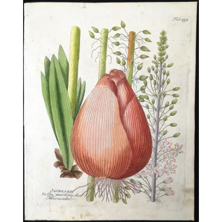 Antique Botanical Print – Ferdinand Bernhard Vietz – Sea squill