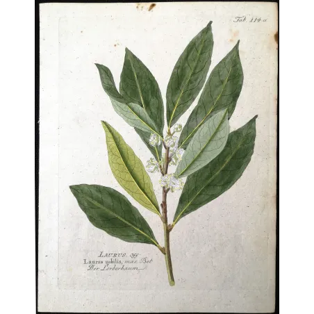 Antique Botanical Print – Ferdinand Bernhard Vietz – Bay laurel