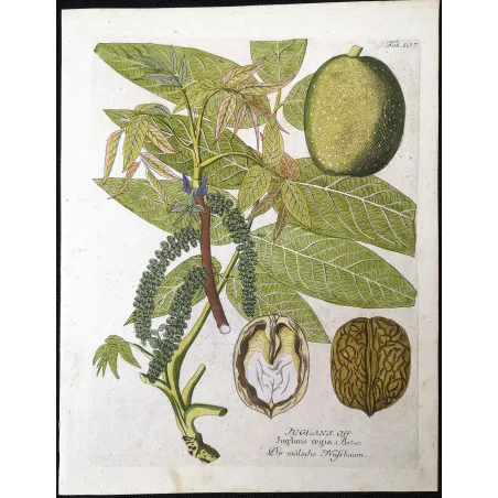 Antique Botanical Print – Ferdinand Bernhard Vietz – English walnut