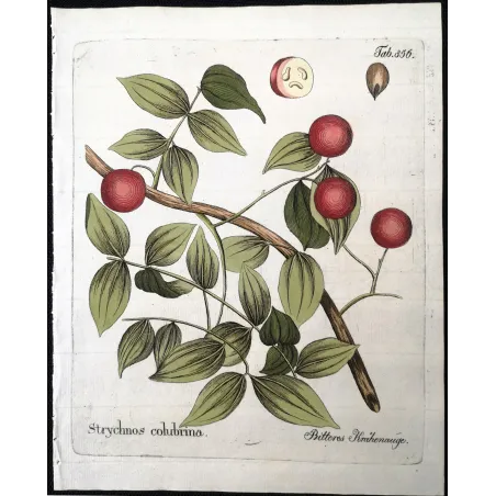 Antique Botanical Print – Ferdinand Bernhard Vietz – Strychnos colubrina  Original hand