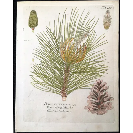 Antique Botanical Print – Ferdinand Bernhard Vietz – Scots pine