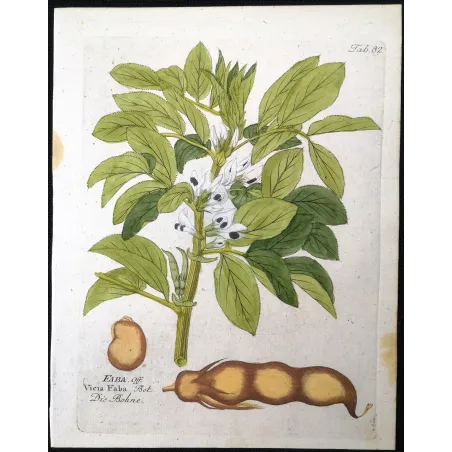 Antique Botanical Print – Ferdinand Bernhard Vietz – Broad bean