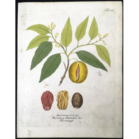 Antique Botanical Print – Ferdinand Bernhard Vietz – Nutmeg