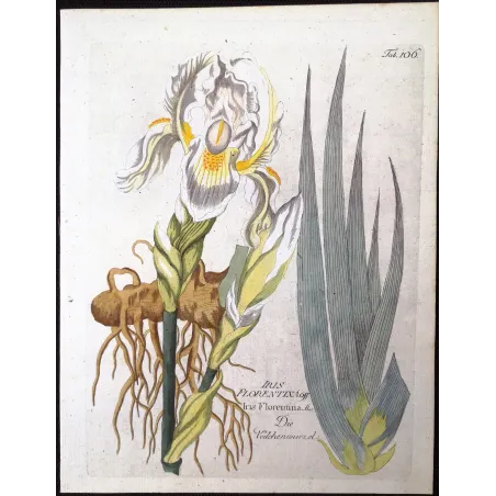 Antique Botanical Print – Ferdinand Bernhard Vietz – Florentine iris