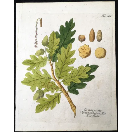 Antique Botanical Print – Ferdinand Bernhard Vietz – English oak