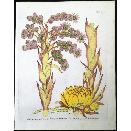 Antique Botanical Print – Ferdinand Bernhard Vietz – Houseleek