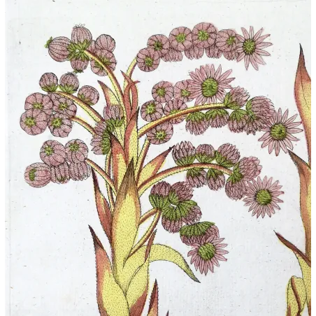 Antique Botanical Print – Ferdinand Bernhard Vietz – Houseleek