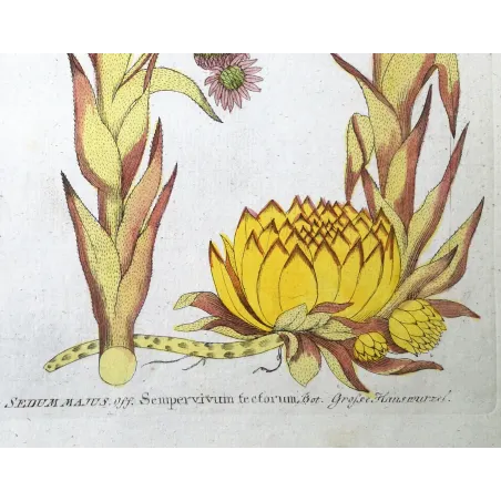Antique Botanical Print – Ferdinand Bernhard Vietz – Houseleek