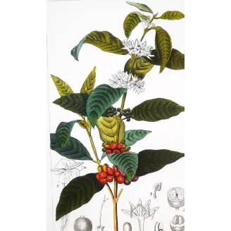 Antique Print by Pierre Jean François Turpin – Coffee (Coffea arabica)