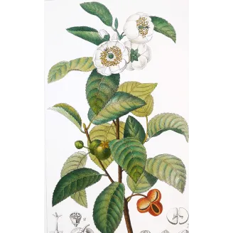 Antique Print by Pierre Jean François Turpin – Black Tea (Thea bohea)