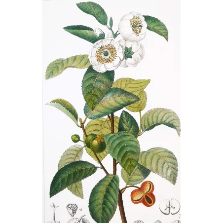 Antique Print by Pierre Jean François Turpin – Black Tea (Thea bohea)