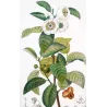Black Tea (*Thea bohea*) Original hand-colored engraving by Turpin,  Antique  Botanical Print (c.1835)