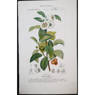 Antique Print by Pierre Jean François Turpin – Black Tea (Thea bohea)
