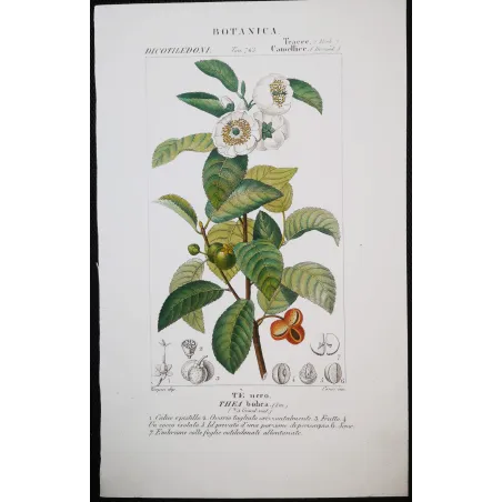 Antique Print by Pierre Jean François Turpin – Black Tea (Thea bohea)