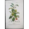 Black Tea (*Thea bohea*) Original hand-colored engraving by Turpin,  Antique  Botanical Print (c.1835)